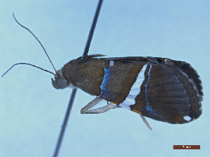  ( - BC-GF2024-2601)  @11 [ ] Creative Commons (2024) rodolphe rougerie Museum national d'histoire naturelle