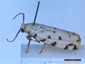  ( - BC-GF2024-2654)  @11 [ ] Creative Commons (2024) rodolphe rougerie Museum national d'histoire naturelle