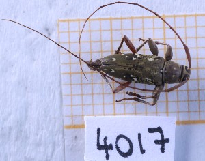  ( - BC-GF2024-4017)  @11 [ ] Creative Commons (2024) rodolphe rougerie Museum national d'histoire naturelle