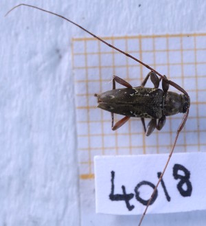  ( - BC-GF2024-4018)  @11 [ ] Creative Commons (2024) rodolphe rougerie Museum national d'histoire naturelle