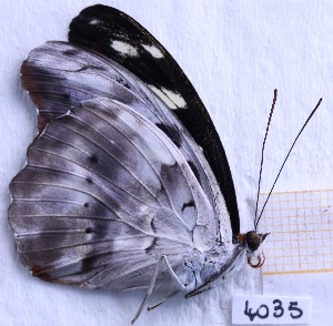  ( - BC-GF2024-4035)  @11 [ ] Creative Commons (2024) rodolphe rougerie Museum national d'histoire naturelle