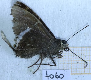  ( - BC-GF2024-4060)  @11 [ ] Creative Commons (2024) rodolphe rougerie Museum national d'histoire naturelle