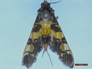  ( - CLV49438)  @11 [ ] Creative Common (2025) Carlos Lopez-Vaamonde Research Collection of Carlos Lopez-Vaamonde