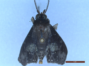  ( - CLV49451)  @11 [ ] Creative Common (2025) Carlos Lopez-Vaamonde Research Collection of Carlos Lopez-Vaamonde