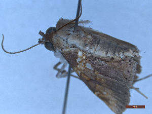  ( - CLV49461)  @11 [ ] Creative Common (2025) Carlos Lopez-Vaamonde Research Collection of Carlos Lopez-Vaamonde