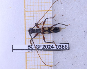  (Compsibidion maronicum - BC-GF2024-0366)  @11 [ ] Creative Commons (2024) rodolphe rougerie Museum national d'histoire naturelle