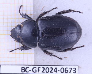  (Cyclocephala ergastuli - BC-GF2024-0673)  @11 [ ] Creative Commons (2024) rodolphe rougerie Museum national d'histoire naturelle