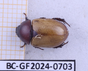  (Cyclocephala bicolor - BC-GF2024-0703)  @11 [ ] Creative Commons (2024) rodolphe rougerie Museum national d'histoire naturelle
