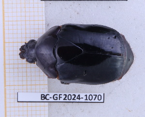  ( - BC-GF2024-1070)  @11 [ ] Creative Commons (2024) rodolphe rougerie Museum national d'histoire naturelle