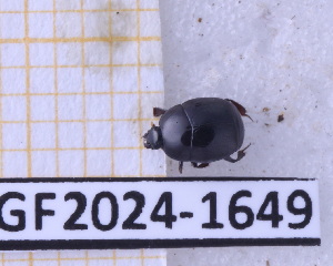  (Euspilotus flaviclava - BC-GF2024-1649)  @11 [ ] Creative Commons (2024) rodolphe rougerie Museum national d'histoire naturelle