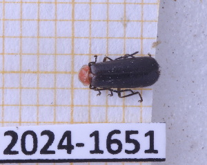  ( - BC-GF2024-1651)  @11 [ ] Creative Commons (2024) rodolphe rougerie Museum national d'histoire naturelle