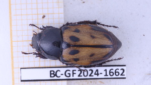  (Cyclocephala marginalis - BC-GF2024-1662)  @11 [ ] Creative Commons (2024) rodolphe rougerie Museum national d'histoire naturelle