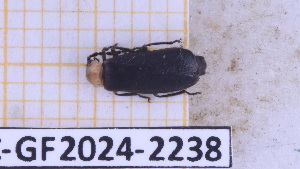  ( - BC-GF2024-2238)  @11 [ ] Creative Commons (2024) rodolphe rougerie Museum national d'histoire naturelle