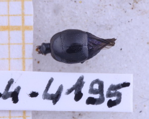  ( - BC-GF2024-4195)  @11 [ ] Creative Commons (2024) rodolphe rougerie Museum national d'histoire naturelle