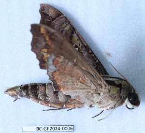  ( - BC-GF2024-0006)  @11 [ ] Creative Commons (2024) rodolphe rougerie Museum national d'histoire naturelle