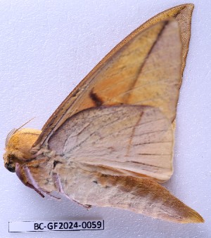  ( - BC-GF2024-0059)  @11 [ ] Creative Commons (2024) rodolphe rougerie Museum national d'histoire naturelle