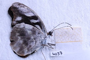  ( - BC-GF2024-4037)  @11 [ ] CCby (2025) Rodolphe Rougerie Museum national d'Histoire naturelle, Paris