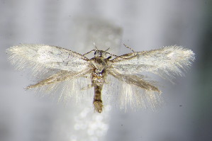  ( - BC ZSM Lep 63979)  @14 [ ] CreativeCommons - Attribution Non-Commercial Share-Alike (2015) SNSB, Zoologische Staatssammlung Muenchen SNSB, Zoologische Staatssammlung Muenchen