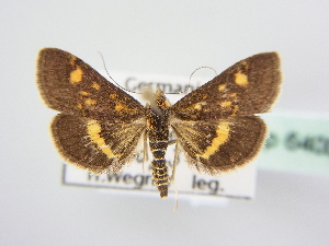  ( - BC ZSM Lep 64007)  @13 [ ] Unspecified (default): All Rights Reserved  Unspecified Unspecified