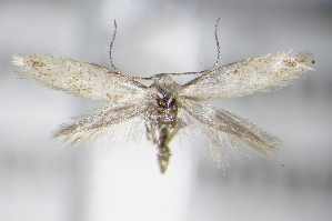  ( - BC ZSM Lep 70744)  @14 [ ] Unspecified (default): All Rights Reserved  Unspecified Unspecified