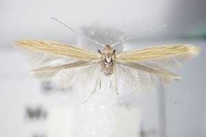  ( - BC ZSM Lep 71111)  @11 [ ] Unspecified (default): All Rights Reserved  Unspecified Unspecified