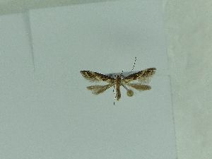  (Scythris siccella - BC ZSM Lep 70543)  @11 [ ] Unspecified (default): All Rights Reserved  Unspecified Unspecified