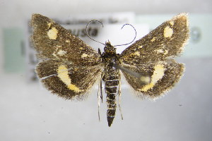  ( - BC ZSM Lep 79119)  @13 [ ] CreativeCommons - Attribution Non-Commercial Share-Alike (2015) SNSB, Zoologische Staatssammlung Muenchen SNSB, Zoologische Staatssammlung Muenchen