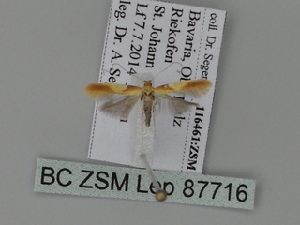  ( - BC ZSM Lep 87716)  @12 [ ] CreativeCommons - Attribution Non-Commercial Share-Alike (2015) SNSB, Zoologische Staatssammlung Muenchen SNSB, Zoologische Staatssammlung Muenchen