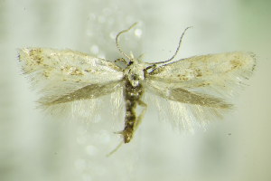  ( - BC ZSM Lep 89363)  @14 [ ] CreativeCommons - Attribution Non-Commercial Share-Alike (2015) SNSB, Zoologische Staatssammlung Muenchen SNSB, Zoologische Staatssammlung Muenchen