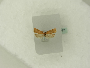  ( - BC ZSM Lep 84037)  @12 [ ] CreativeCommons - Attribution Non-Commercial Share-Alike (2016) SNSB, Staatliche Naturwissenschaftliche Sammlungen Bayerns ZSM (SNSB, Zoologische Staatssammlung Muenchen)