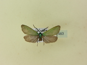  ( - BC ZSM Lep 91483)  @12 [ ] CreativeCommons - Attribution Non-Commercial Share-Alike (2016) SNSB, Staatliche Naturwissenschaftliche Sammlungen Bayerns ZSM (SNSB, Zoologische Staatssammlung Muenchen)