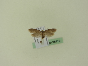  ( - BC ZSM Lep 95412)  @12 [ ] CreativeCommons - Attribution Non-Commercial Share-Alike (2016) SNSB, Staatliche Naturwissenschaftliche Sammlungen Bayerns ZSM (SNSB, Zoologische Staatssammlung Muenchen)