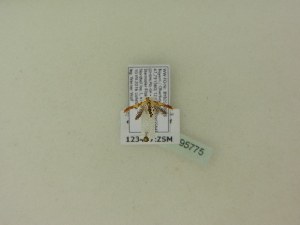  ( - BC ZSM Lep 95775)  @12 [ ] Unspecified (default): All Rights Reserved  SNSB, Staatliche Naturwissenschaftliche Sammlungen Bayerns ZSM (SNSB, Zoologische Staatssammlung Muenchen)