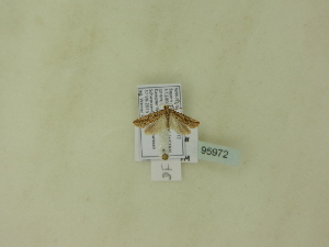 ( - BC ZSM Lep 95972)  @12 [ ] Unspecified (default): All Rights Reserved  SNSB, Staatliche Naturwissenschaftliche Sammlungen Bayerns ZSM (SNSB, Zoologische Staatssammlung Muenchen)