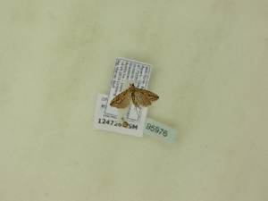  ( - BC ZSM Lep 95976)  @12 [ ] Unspecified (default): All Rights Reserved  SNSB, Staatliche Naturwissenschaftliche Sammlungen Bayerns ZSM (SNSB, Zoologische Staatssammlung Muenchen)