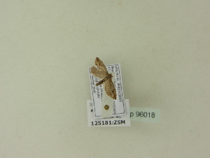  ( - BC ZSM Lep 96018)  @12 [ ] Unspecified (default): All Rights Reserved  SNSB, Staatliche Naturwissenschaftliche Sammlungen Bayerns ZSM (SNSB, Zoologische Staatssammlung Muenchen)