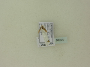  ( - BC ZSM Lep 96094)  @11 [ ] Unspecified (default): All Rights Reserved  SNSB, Staatliche Naturwissenschaftliche Sammlungen Bayerns ZSM (SNSB, Zoologische Staatssammlung Muenchen)