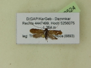  ( - BC ZSM Lep 98524)  @12 [ ] SNSB, ZSM (2017) Dr. Andreas H. Segerer Unspecified