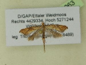  ( - BC ZSM Lep 99063)  @12 [ ] SNSB, ZSM (2017) Dr. Andreas H. Segerer Unspecified