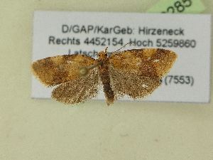  ( - BC ZSM Lep 99285)  @12 [ ] SNSB, ZSM (2017) Dr. Andreas H. Segerer Unspecified