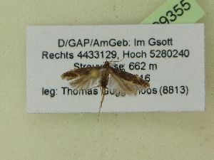  ( - BC ZSM Lep 99355)  @12 [ ] SNSB, ZSM (2017) Dr. Andreas H. Segerer Unspecified