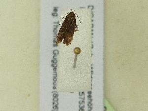  ( - BC ZSM Lep 99434)  @12 [ ] SNSB, ZSM (2017) Dr. Andreas H. Segerer Unspecified