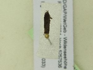  ( - BC ZSM Lep 99436)  @12 [ ] SNSB, ZSM (2017) Dr. Andreas H. Segerer Unspecified