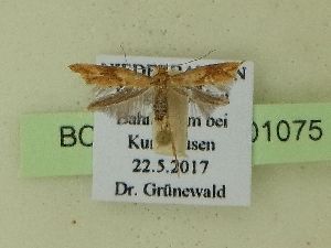  ( - BC ZSM Lep 101075)  @12 [ ] SNSB, ZSM (2017) Dr. Andreas H. Segerer Unspecified