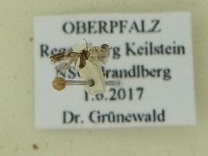  ( - BC ZSM Lep 101800)  @12 [ ] SNSB, ZSM (2017) Dr. Andreas H. Segerer Unspecified
