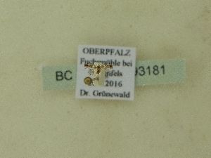 ( - BC ZSM Lep 93181)  @12 [ ] SNSB, ZSM (2017) Dr. Andreas H. Segerer Unspecified