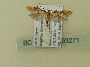  ( - BC ZSM Lep 93271)  @12 [ ] SNSB, ZSM (2017) Dr. Andreas H. Segerer Unspecified