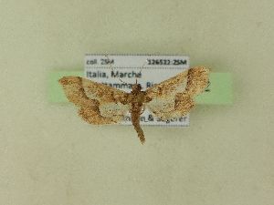  ( - BC ZSM Lep 98432)  @12 [ ] SNSB, ZSM (2017) Dr. Andreas H. Segerer Unspecified