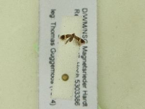  ( - BC ZSM Lep 99677)  @12 [ ] SNSB, ZSM (2017) Dr. Andreas H. Segerer Unspecified
