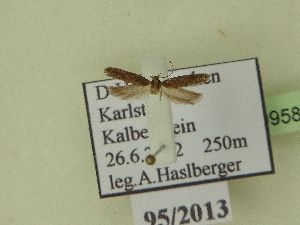  ( - BC ZSM Lep 99958)  @12 [ ] SNSB, ZSM (2017) Dr. Andreas H. Segerer Unspecified